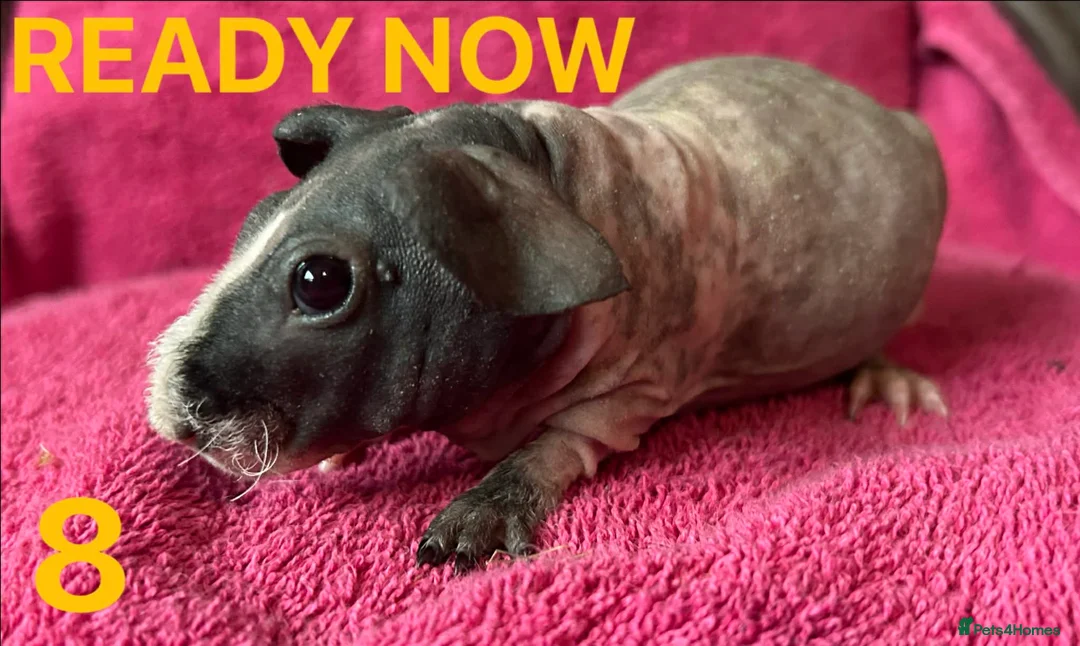 Guinea Pig rodents for sale: Skinny Pig Boars. - Advert 18