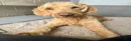 Goldendoodle dogs for adoption: Dave looking for his loving forever home  - Advert 7