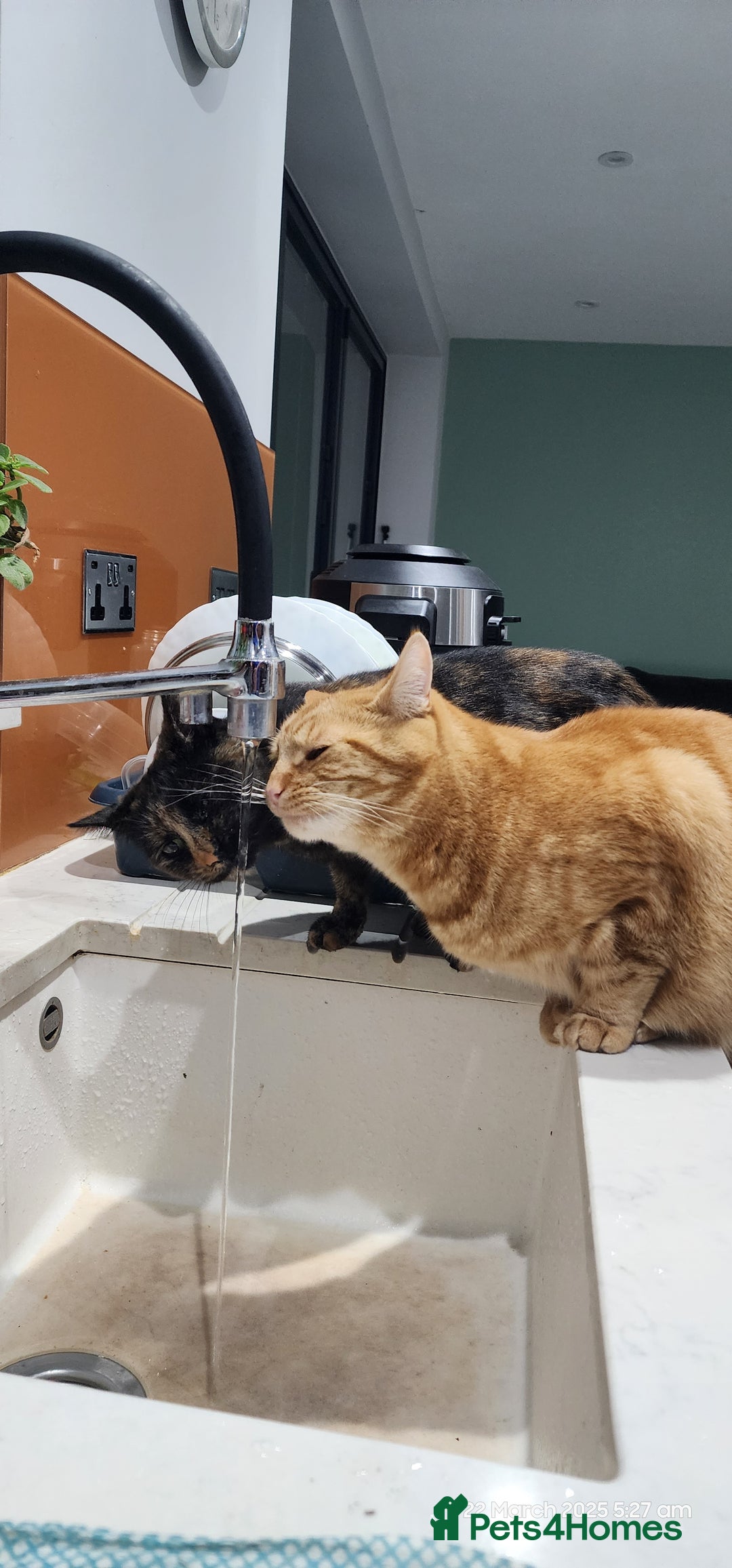 British Shorthair cats for sale: Gin & Tonic  - Image 6