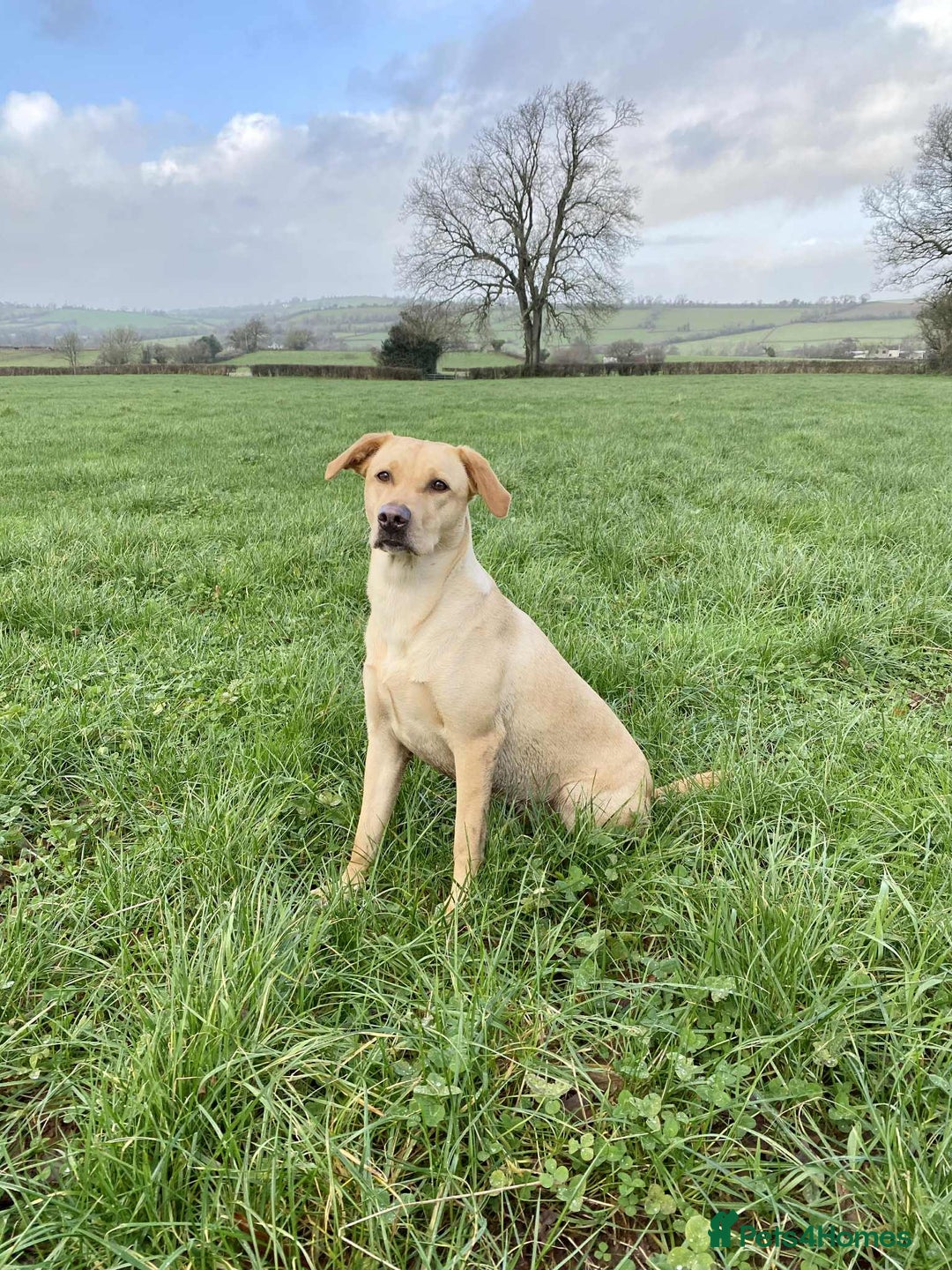 Labrador Retriever dogs for sale: Working/Active Pet - Image 22