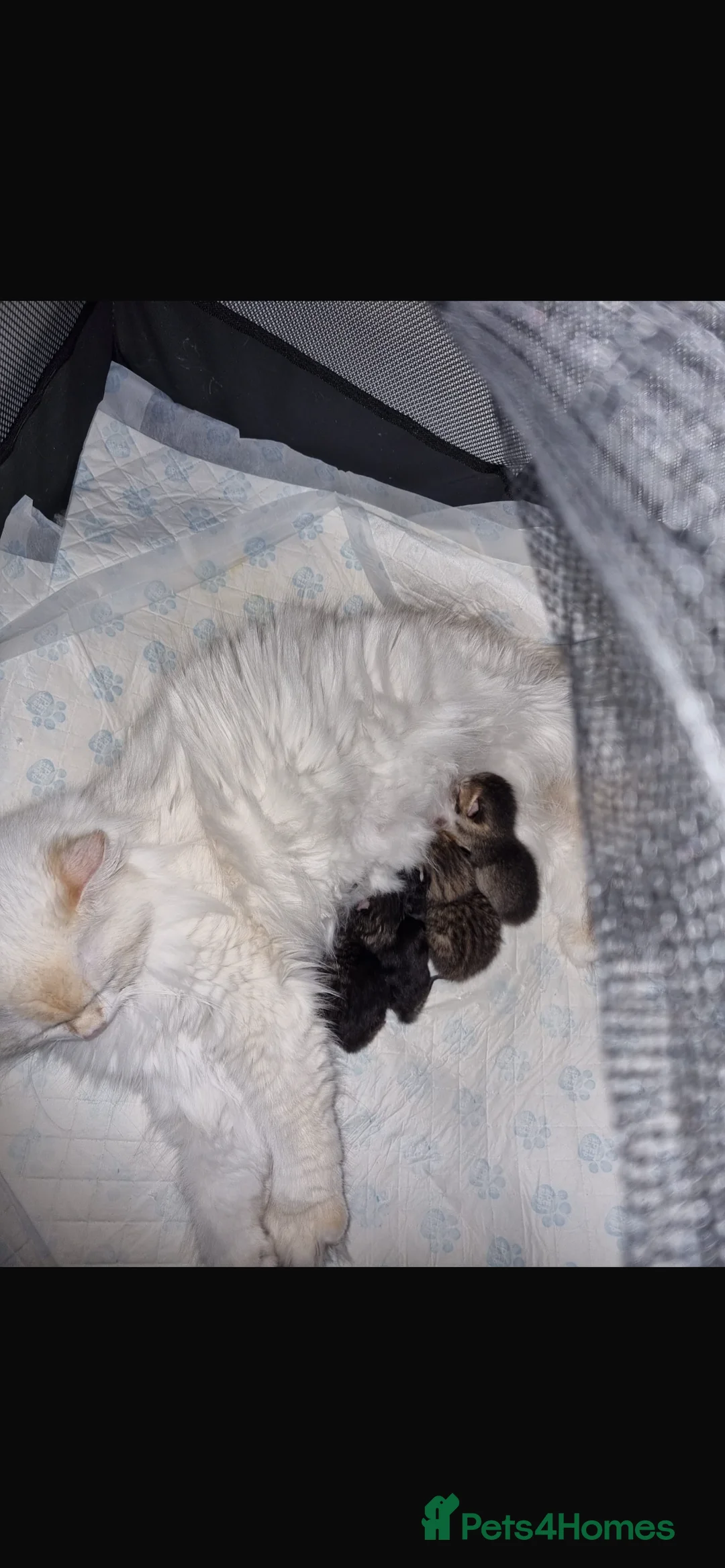 British Longhair cats for sale: British Semi Haired Kittens - Advert 7