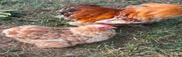 Chickens poultry for sale: Trio of Buff mottled Pekin bantams  - Advert 2