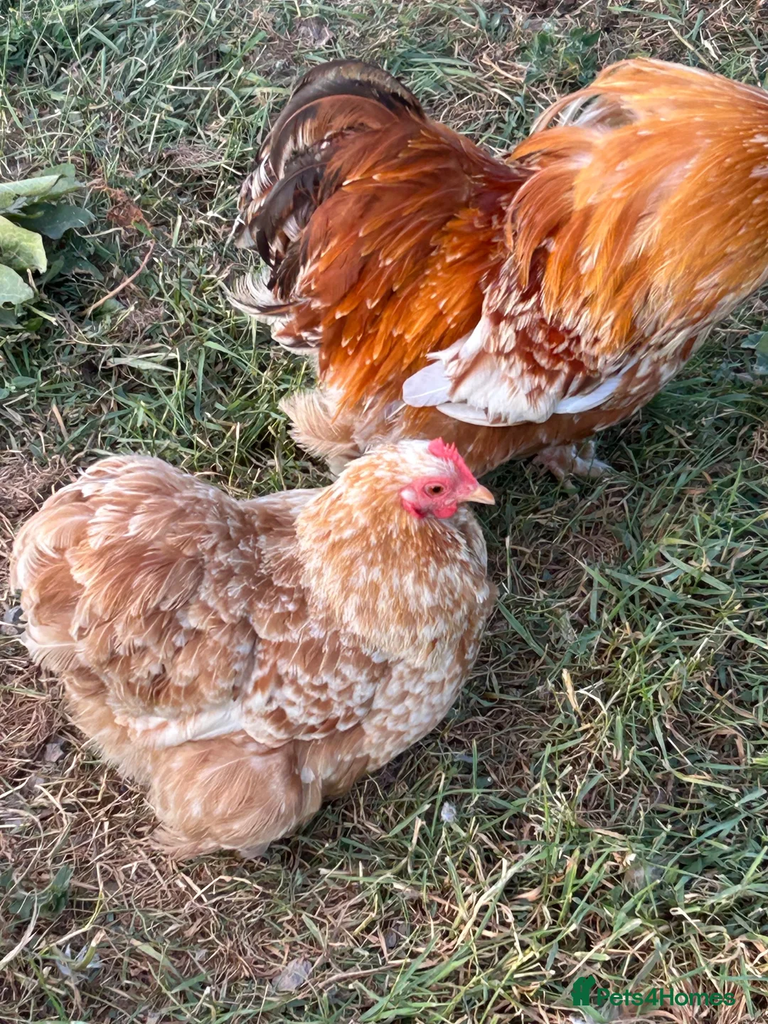 Chickens poultry for sale: Trio of Buff mottled Pekin bantams  - Advert 2