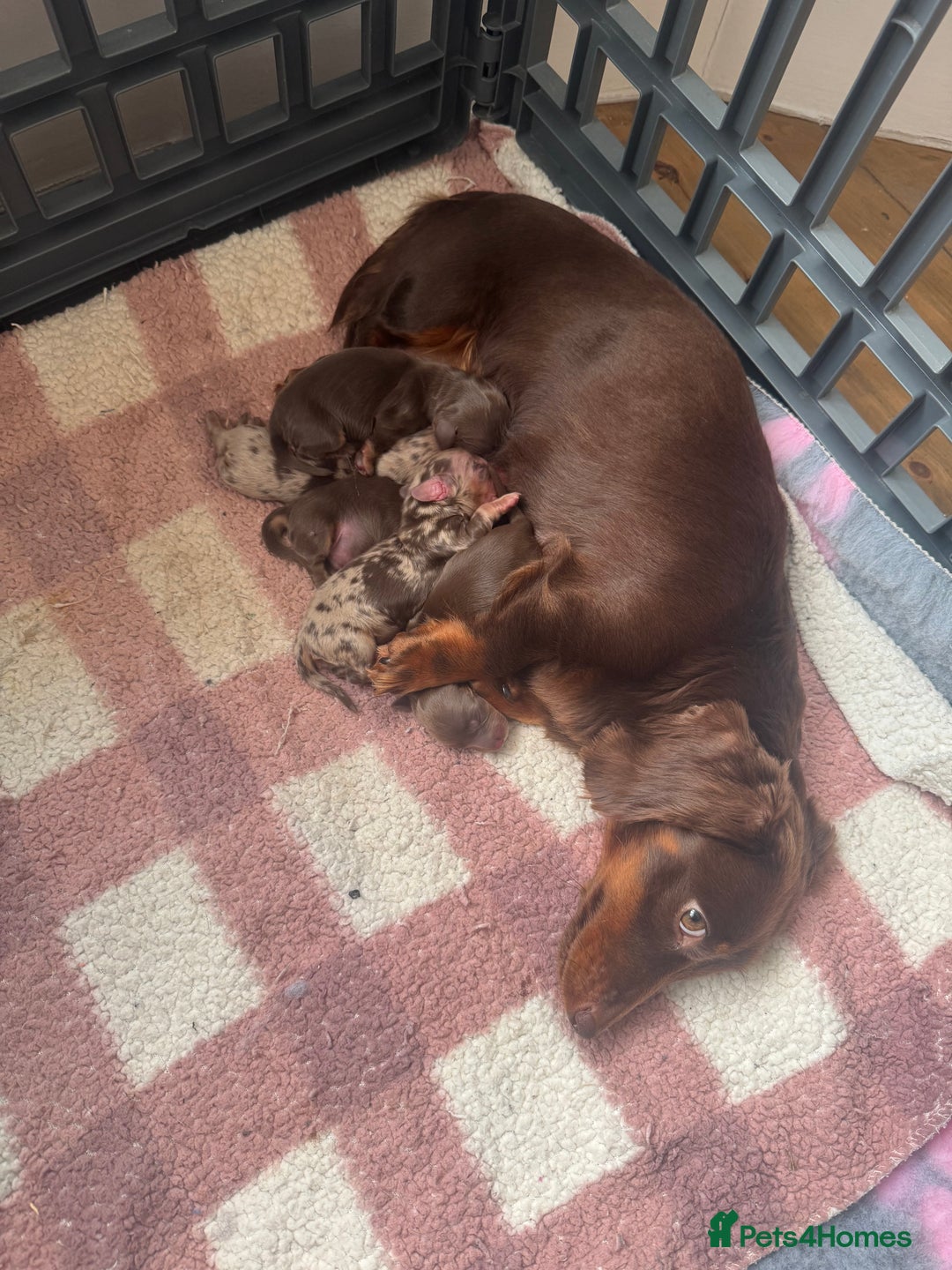 Miniature Dachshund dogs for sale: Stunning longhaired min chocolates - Advert 3