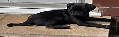 Jet