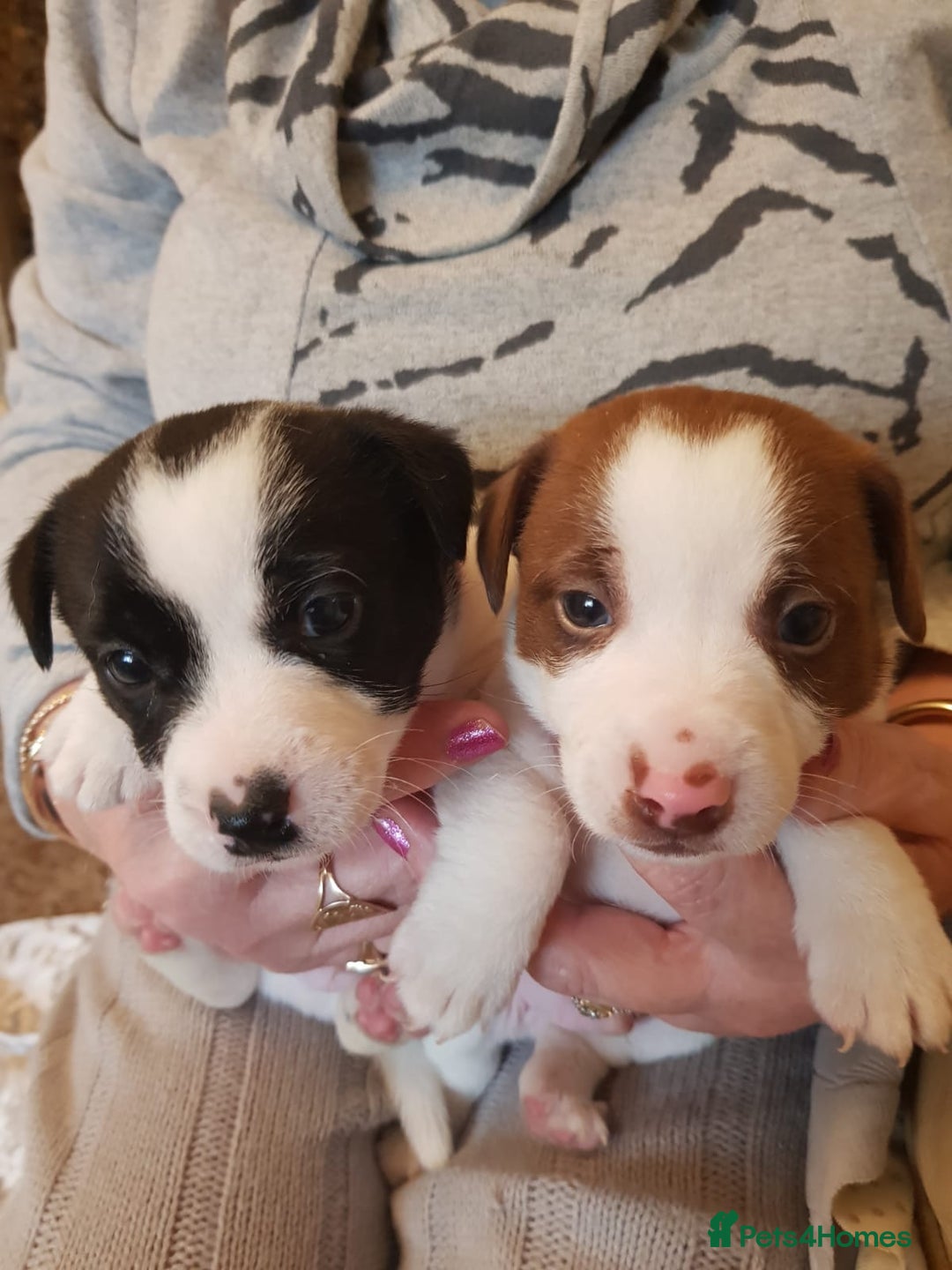 Jack Russell dogs for sale: Truly Superb  Russels - Advert 12