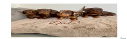 Miniature Dachshund dogs for sale: 4 True miniature dachshund boys  - Advert 4