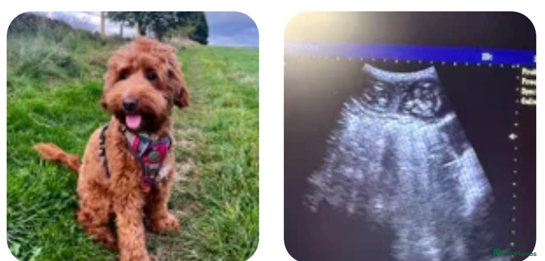 Mixed Breed dogs for sale: Mini Australian Golden Doodles  - Image 1