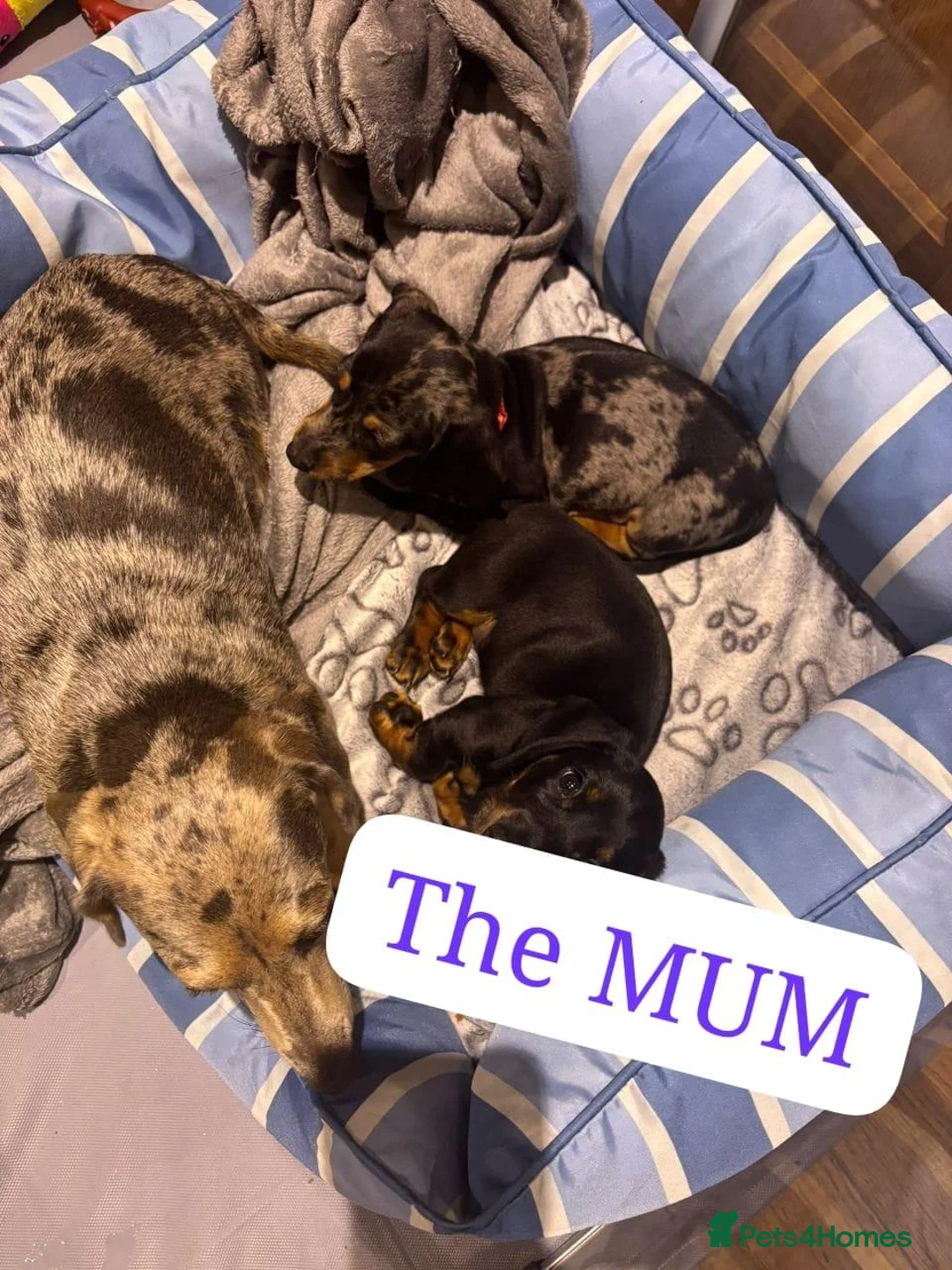 Miniature Dachshund dogs for sale: MINIATURE DACHSHUND PUPPIES FOR SALE IN UK - Advert 1