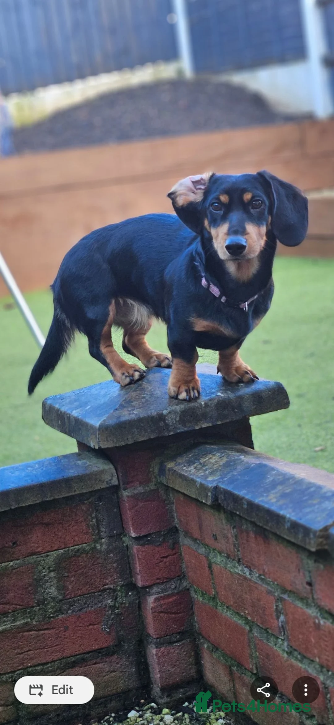 Miniature Dachshund dogs for sale: Miniature long haired dachshund  - Advert 1