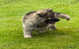 German Shepherd dogs for sale: Reduced kc reg German shepherd pup carry Isabella  - Image 8