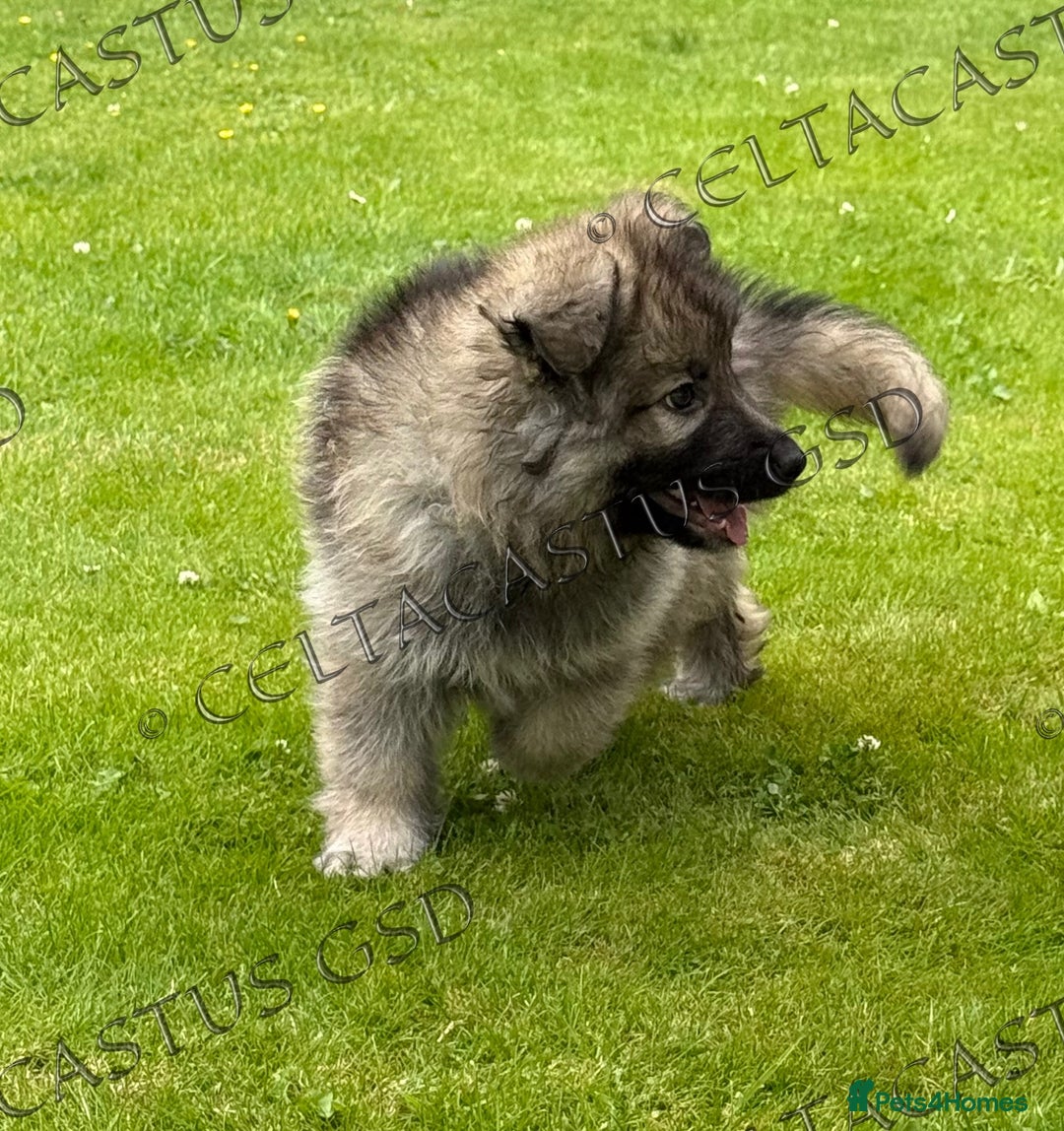 German Shepherd dogs for sale: Reduced kc reg German shepherd pup carry Isabella  - Image 8