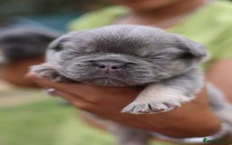 French Bulldog dogs for sale: French bulldogs fluffys  - Image 6