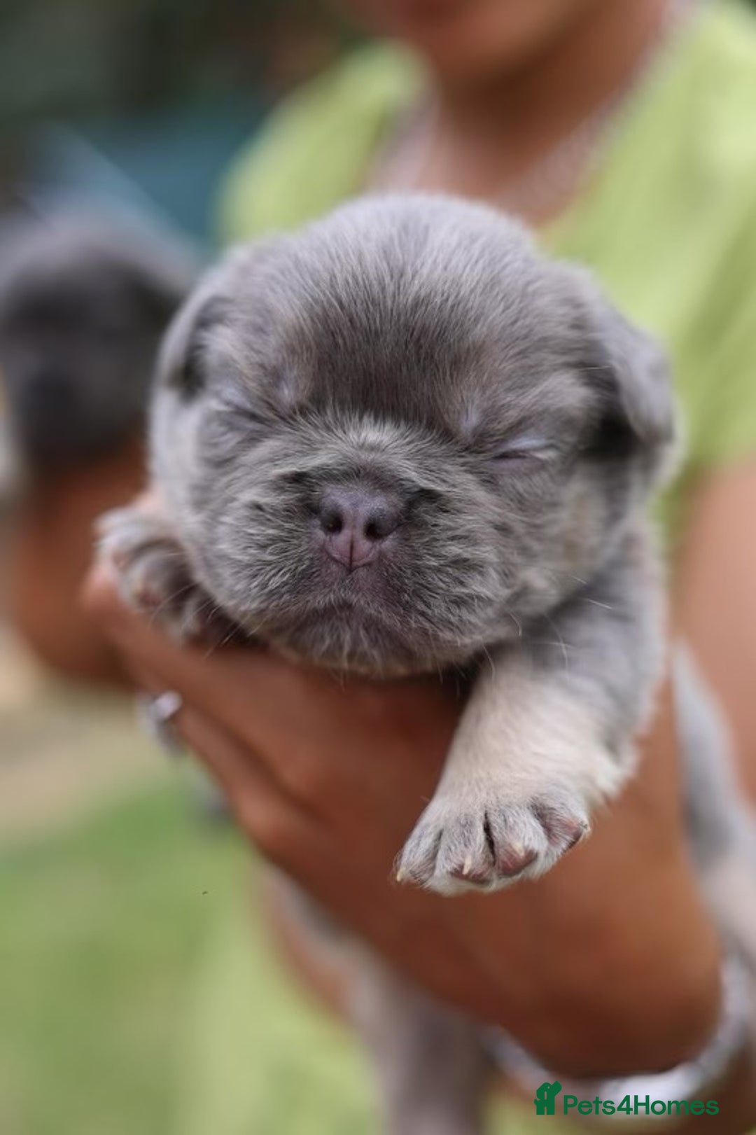 French Bulldog dogs for sale: French bulldogs fluffys  - Image 6