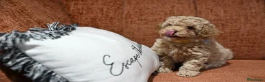 Cavapoo Puppy 3