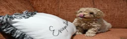 Cavapoo dogs for sale: 💙READY NOW💙  male cavapoo FHT  - Advert 23