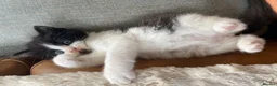 Ragdoll cats for sale: Ragdoll x kittens for sale - Advert 5