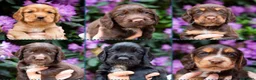 Cocker Spaniel dogs for stud: Proven KC Reg Health Tested Working Cocker - Advert 4