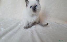 Ragdoll cats for sale: Ragdoll kittens for sale - Image 9