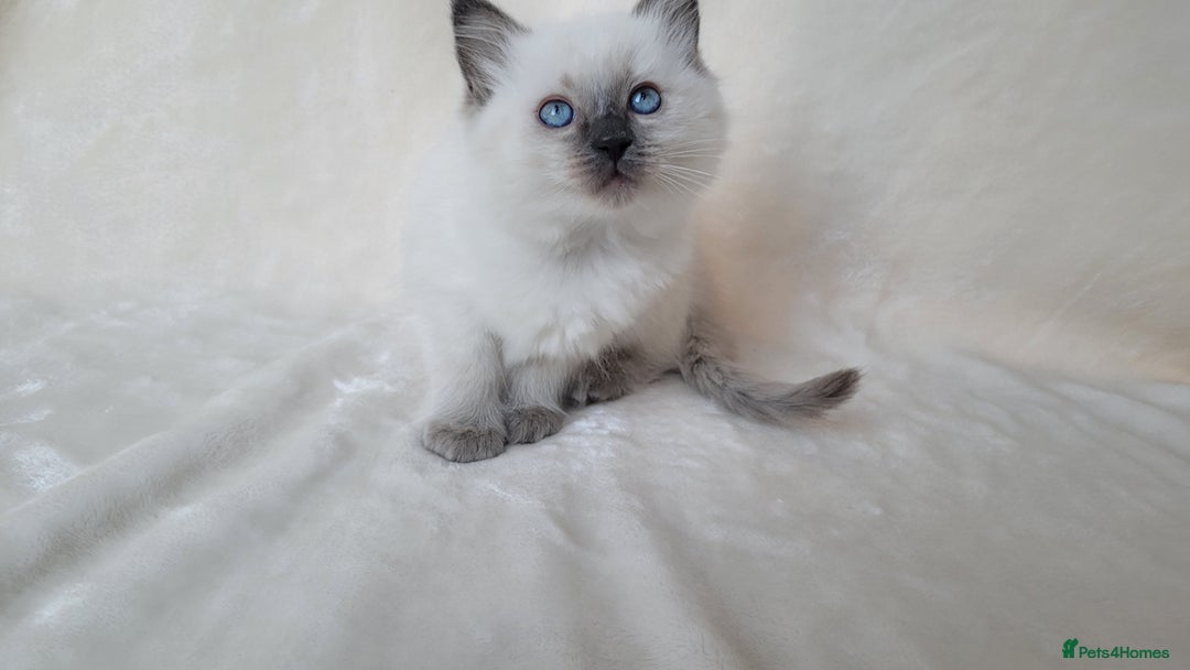 Ragdoll cats for sale: Ragdoll kittens for sale - Image 9