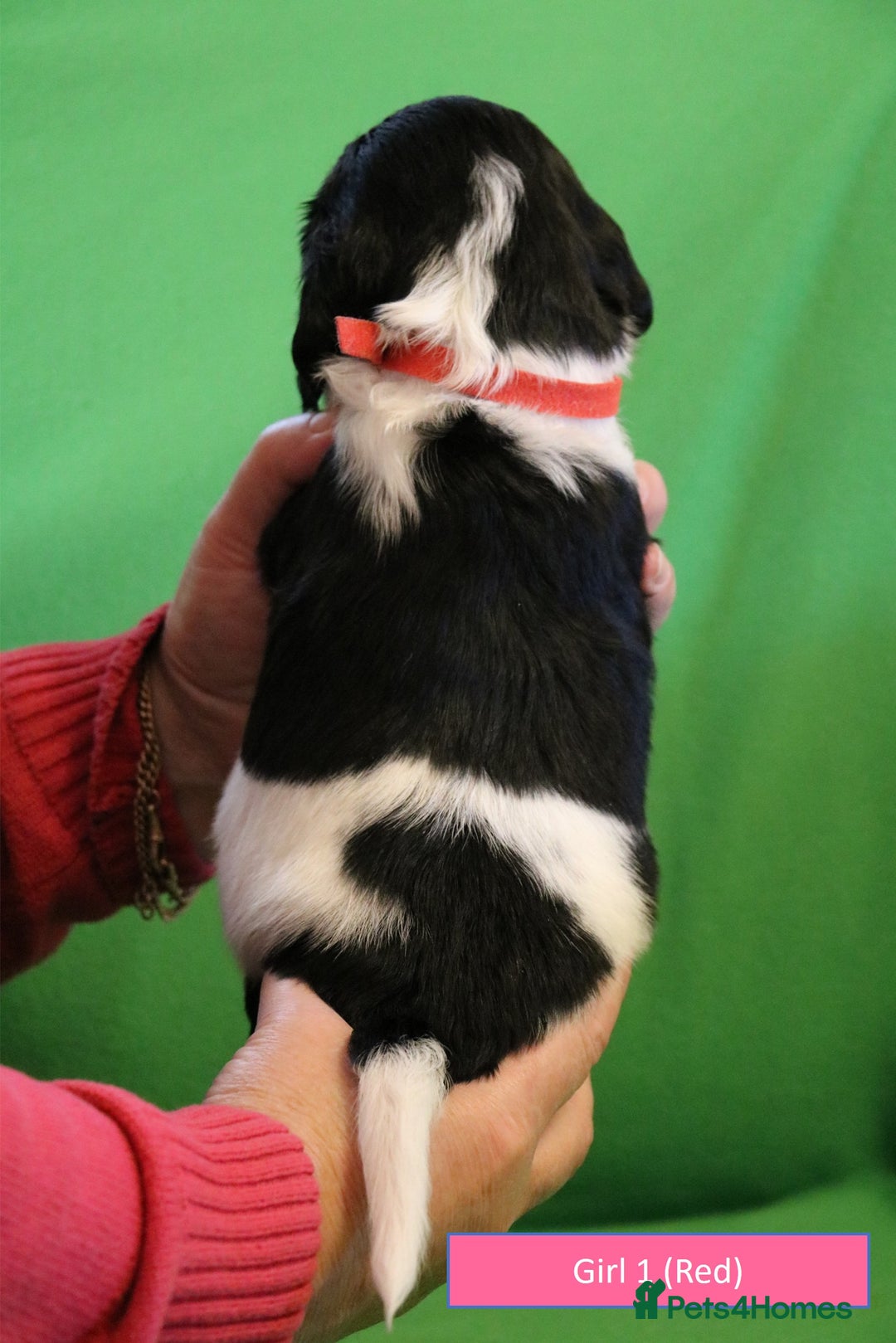 English Springer Spaniel dogs for sale: Health Tested English Springer Spaniel Puppies - Advert 9