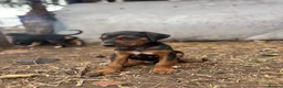 Mixed Breed dogs for sale: Doberman x lurcher puppies - Advert 4