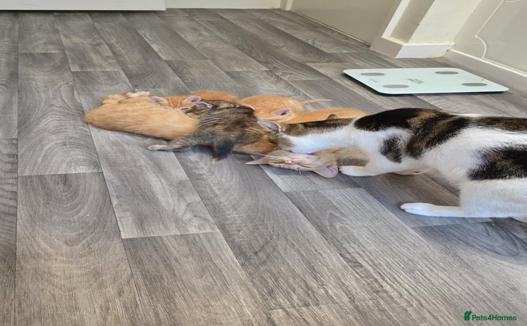 Mixed Breed cats - Advert 5