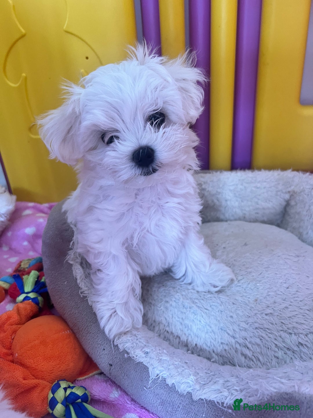 Maltese dogs for sale: Tiny Treasures: Purebred Maltese Puppies in Enniskillen - Image 3