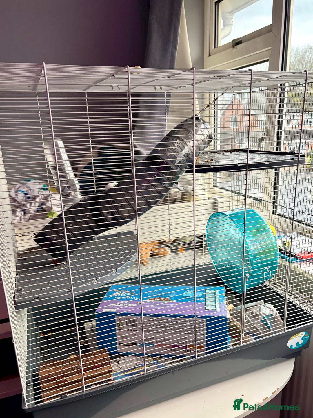 Rat rodents for sale: 2 x 9 month old male rats with complete set up  - Advert 3