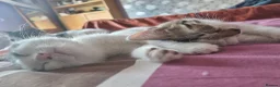 Mixed Breed cats for sale: 3 Kittens Ready to leave in Smethwick - Advert 16