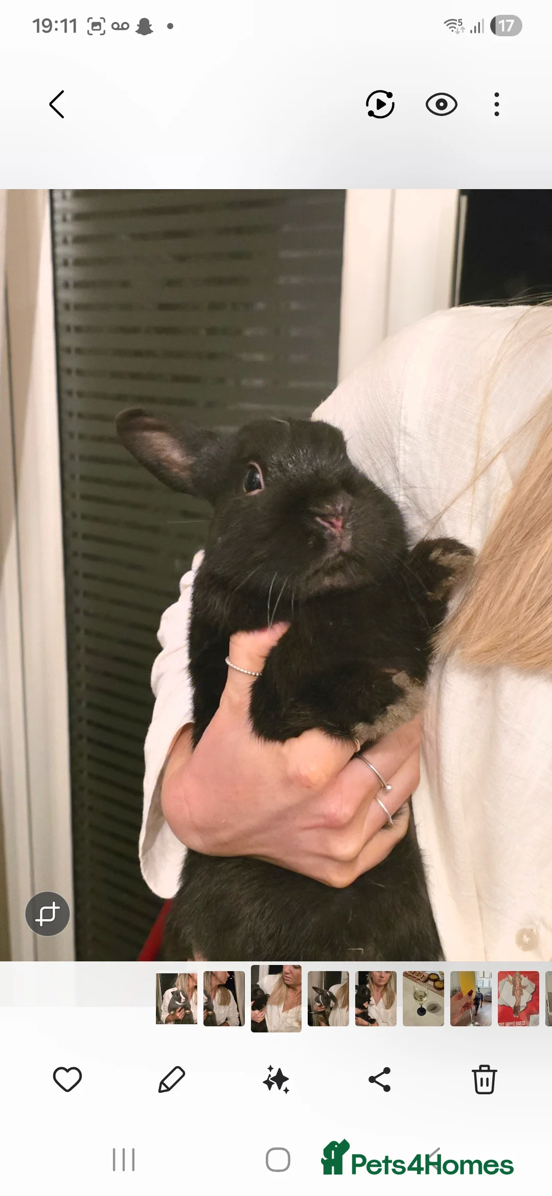 Mixed Breed rabbits for sale: Netherland/lopped rabbits  in Borehamwood - Advert 3