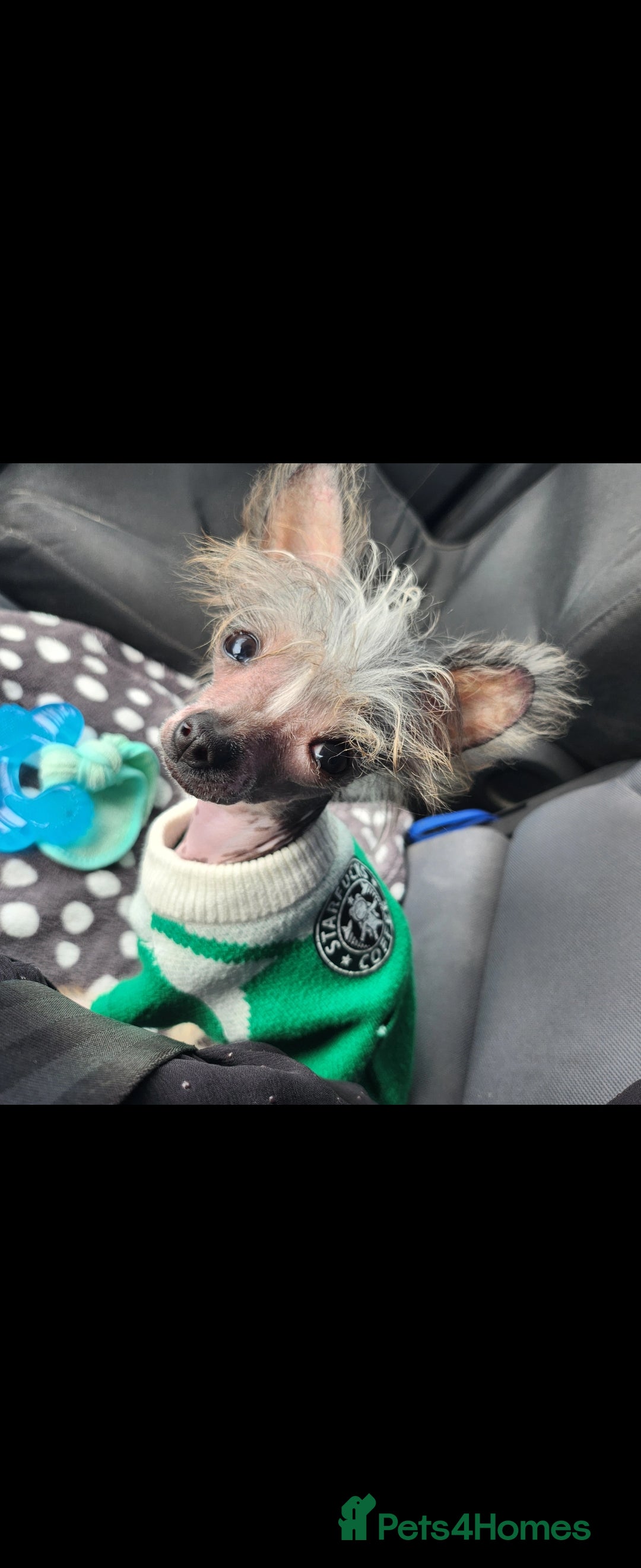 Mixed Breed dogs for sale: Tiny hairless Chinese crested/chihuahua pup  - Image 9