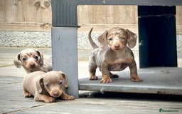 Miniature Dachshund dogs for sale: Beautiful litter of miniature dachshund puppies  - Image 12