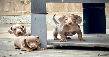 Miniature Dachshund dogs - Advert 1