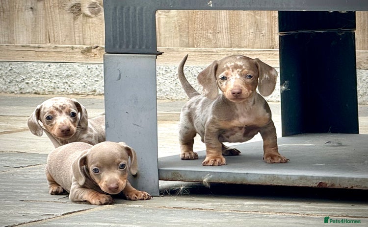 Miniature Dachshund dogs - Advert 13