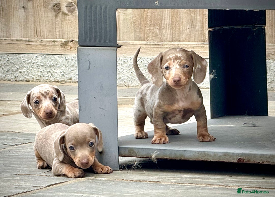 Miniature Dachshund dogs for sale: Beautiful litter of miniature dachshund puppies  - Image 12
