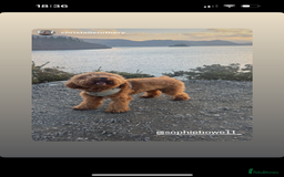 Cockapoo dogs for stud: Tommy  - Image 7