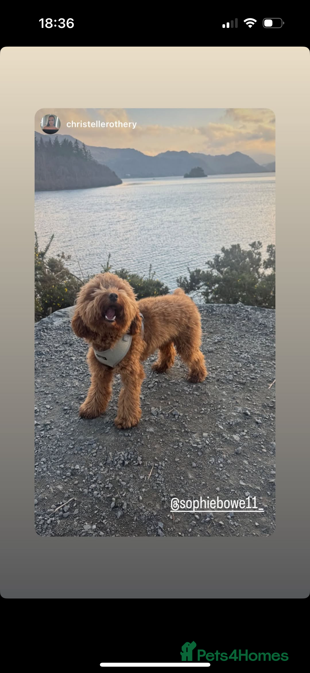 Cockapoo dogs for stud: Tommy  - Image 7