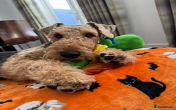Airedale Terrier dogs for stud: (PROVEN STUD) Samcajo Gandalf the Wise in Durham - Image 3