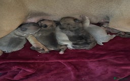 French Bulldog dogs for sale: Litter of mixed colour French bulldog puppies  - Image 4