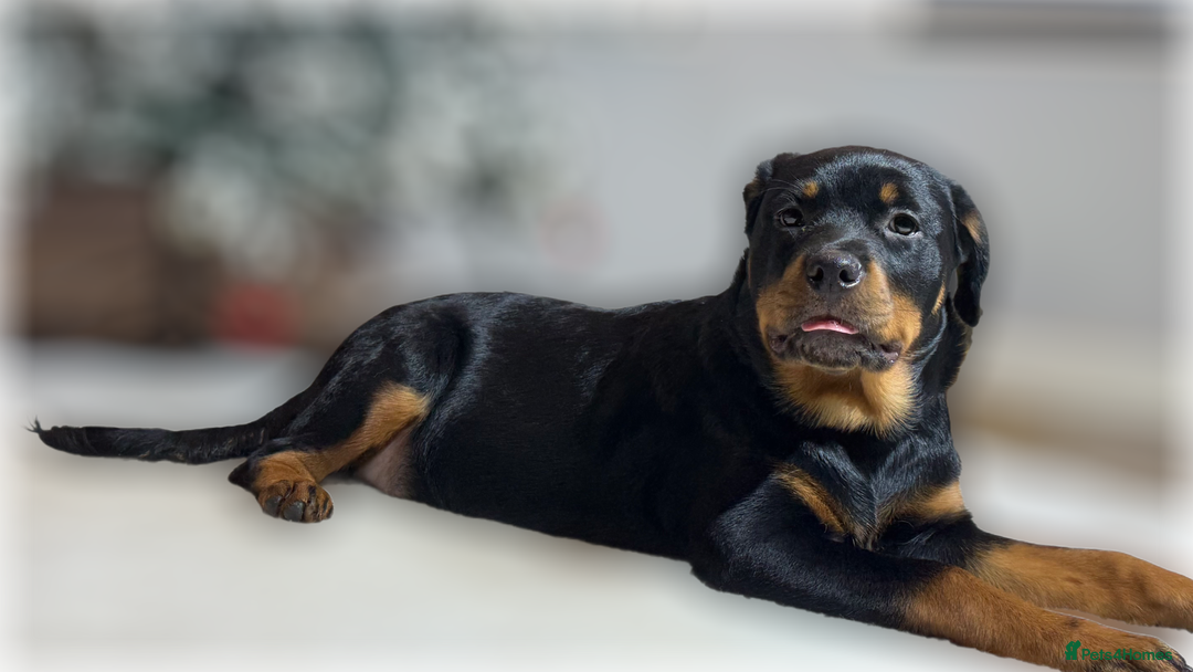 Rottweiler dogs for sale: ROTTWEILER PUPPIES. KC REGISTERED. FREE INSURANCE. - Advert 5