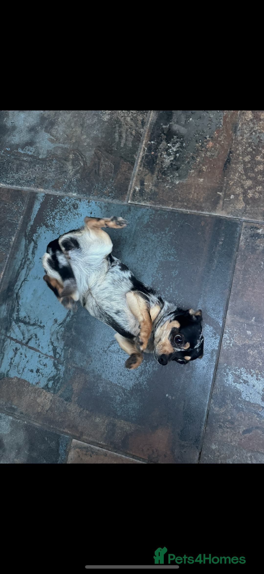 Chihuahua dogs for sale: Merle Stunning Little Girl - Advert 2