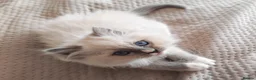Ragdoll cats for sale: BEAUTIFUL RAGDOLLS KITTENS GCCF REGISTERED  - Advert 14