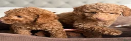 Toy Poodle dogs for sale: Gorgeous Toy Poodle puppies  - Advert 3