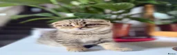 Scottish Fold cats for sale: Beautiful Scottish Fold & Straight Female Kittens - Advert 3
