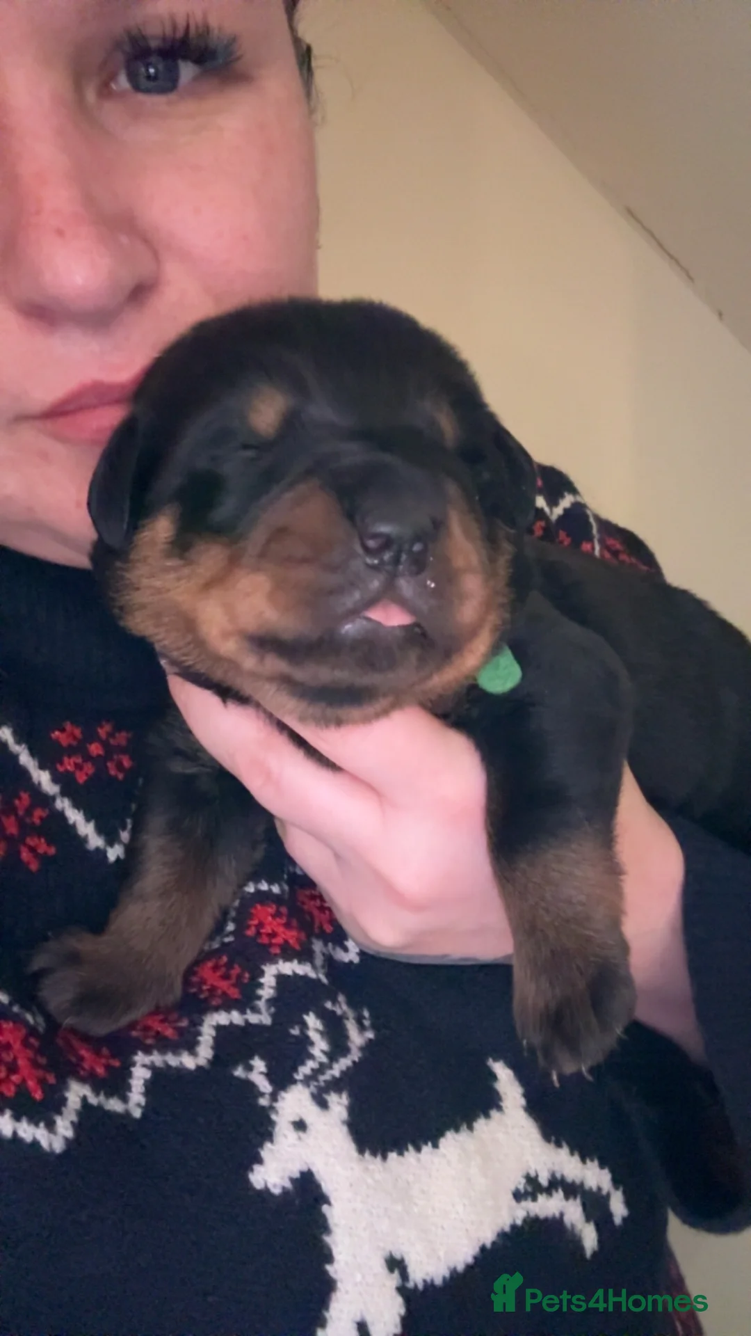 Rottweiler dogs for sale: 3 chunky KC registered girls for sale - Advert 12