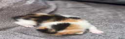 Mixed Breed cats for sale: 6 beautiful kittens  - Advert 3