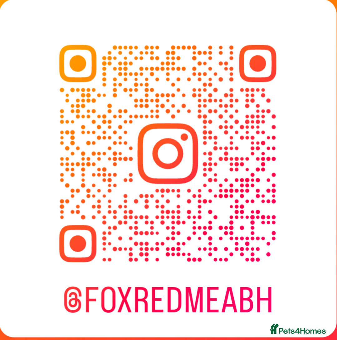 Labrador Retriever dogs for sale: Fab KC Fox Red Pups - 4* Higher Standard Breeder - Advert 13