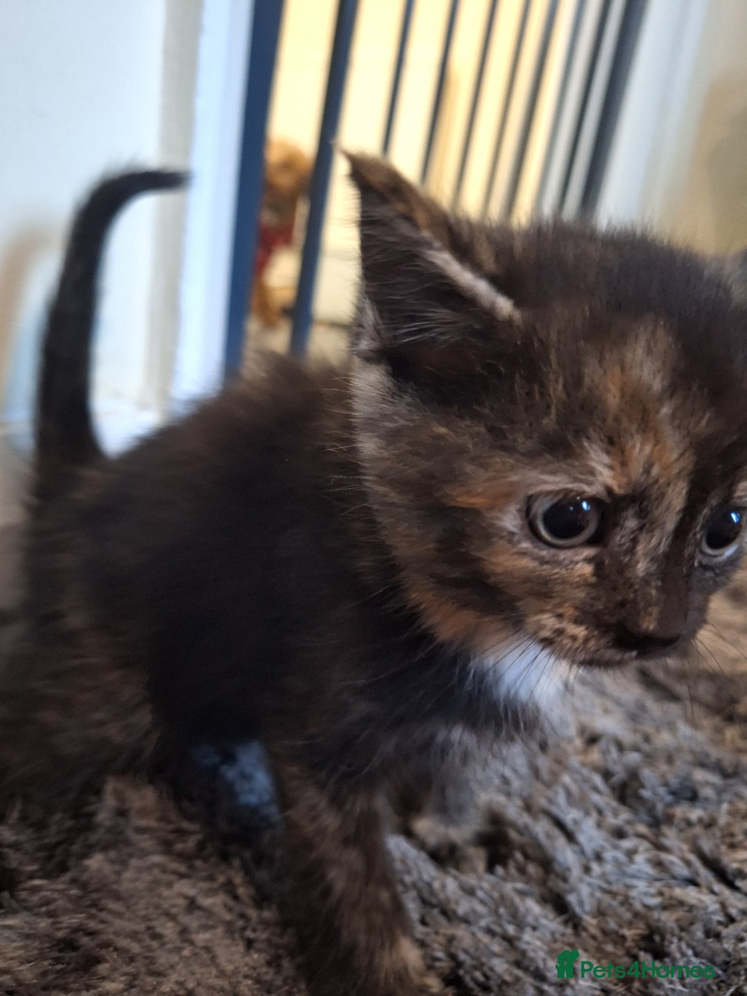 Mixed Breed cats for sale: Mix breed kittens, 1/4 ragdoll  - Advert 26