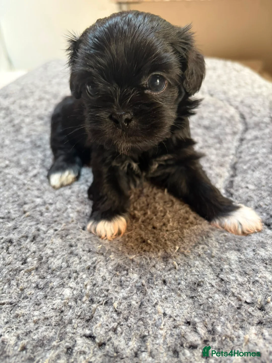 Mixed Breed dogs for sale: Cookie - Advert 2